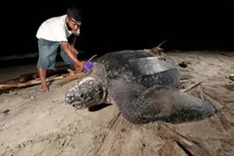 Masyarakat Pinggir Pantai di Pesisir Selatan Diminta Ikut Awasi Penyu