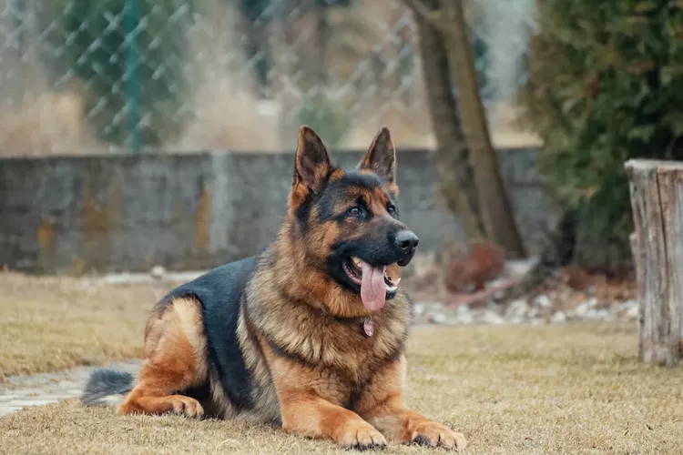 Ramalan Peruntungan Shio Anjing Tahun 2023 (Pexels @adamkontor)
