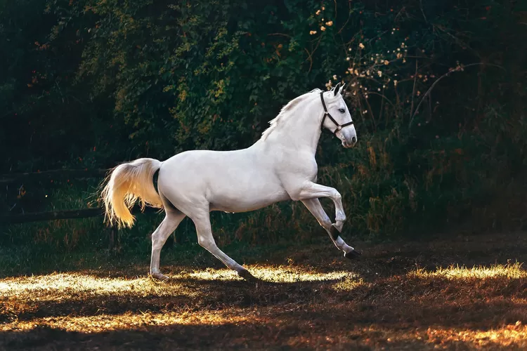 Ramalan Peruntungan Shio Kuda Tahun 2023 (Unsplash.com @wildlittlethingsphoto)