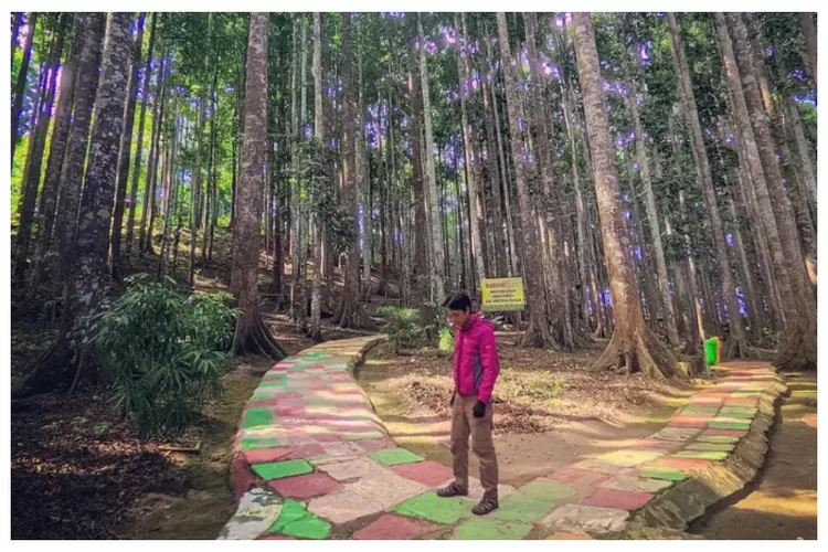 Destinasi Wisata Alam Hutan Meranti Kalimantan Selatan, Banyak Pohon Meranti Yang Cocok Untu Foto Nih! (Instagram@anoy_elbarack)