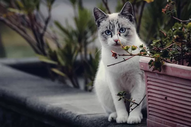 Ini dia hewan yang dipercaya mampu berinteraksi dengan makhluk halus atau jin  (Pixabay/ Chikilono)