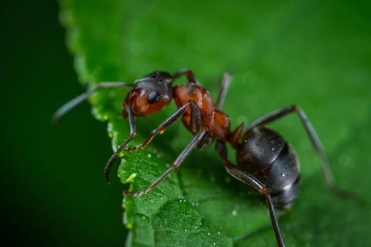 Semut ternyata mempunyai kemampua mendeteksi aroma kanker pada manusia (Pixabay)