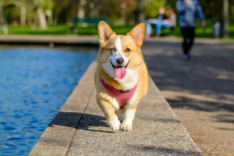 Ramalan Shio Anjing Februari 2023, Mengendalikan Diri (Pexels @hnoody93)