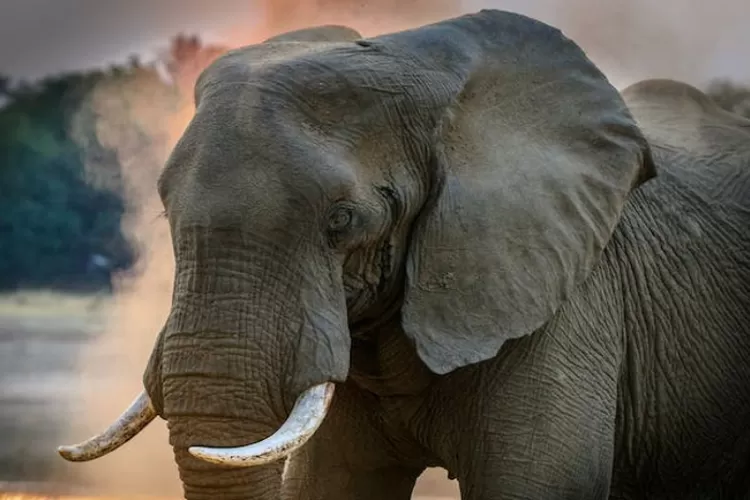 Melihat Gajah Sumatera Langsung di Habitat Aslinya, 