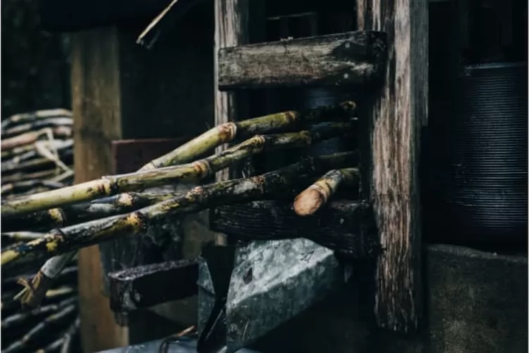 Air tebu didapatkan dengan cara memeras batang tebu biasanya untuk memeras batang tubuh menggunakan alat sehingga air yang dihasilkan akan lebih banyak kandungan nutrisinya (pexels adrienne andersen)