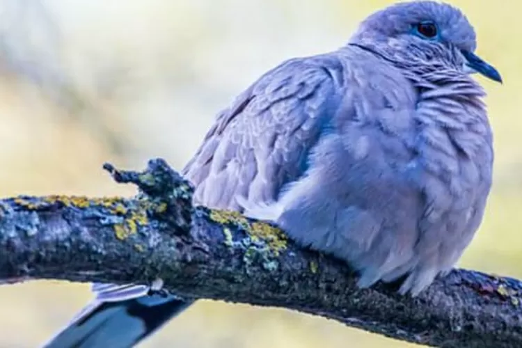 Burung perkutut  (Pixabay)