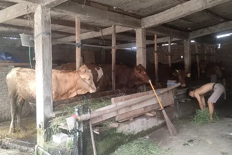 Peternak memberikan pakan yang sehat agar tidak mudah terserang penyakit. (edi prayitno/kontributor Kendal)