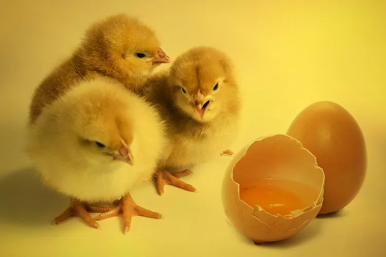 Ilustrasi ayam dan telur