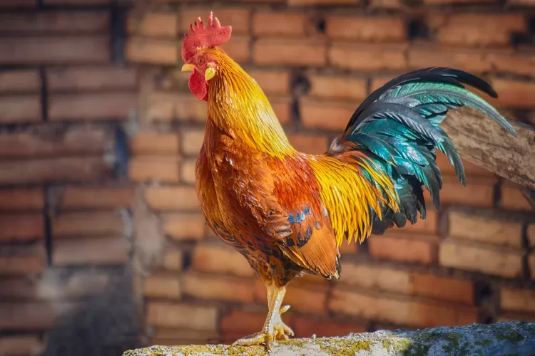 Ramalan Shio Ayam Februari 2023, Pekerjaan Yang Berat (pexels@enrique72)