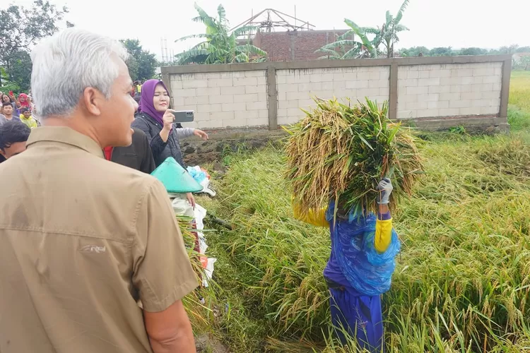 Gubernur Jawa Tengah Ganjar Pranowo meninjau panen padi di Desa Krengseng, Kecamatan Gringsing, Sabtu 11 Januari 2023. Foto: Muslihun kontributor Batang. 