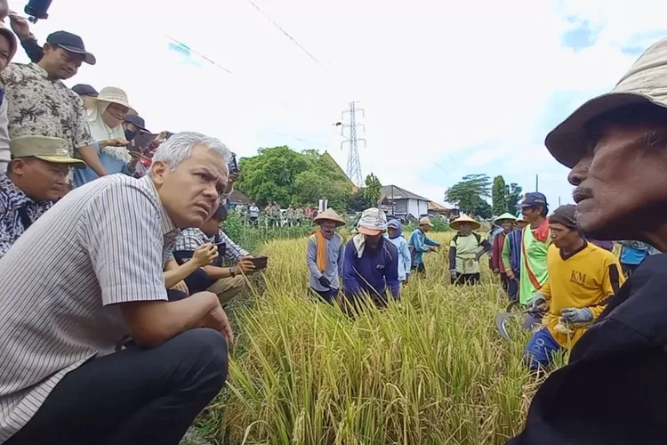 Gubernur Ganjar Pranowo berdialog dengan petani di Desa Kebonagung Ngampel yang sedang panen padi, Selasa 14 Februari 2023. (Edi Prayitno/Kontributor Kendal)