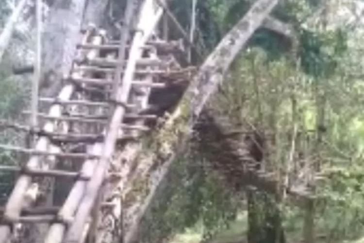 Salah satu jembatan bambu di Desa Wae Jare melintasi sungai antara Jengok dan Tuwa (Ancy)