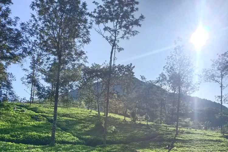 Lembah Sikembang, Destinasi Wisata Hits Di Wonosobo Dengan Pemandangan ...