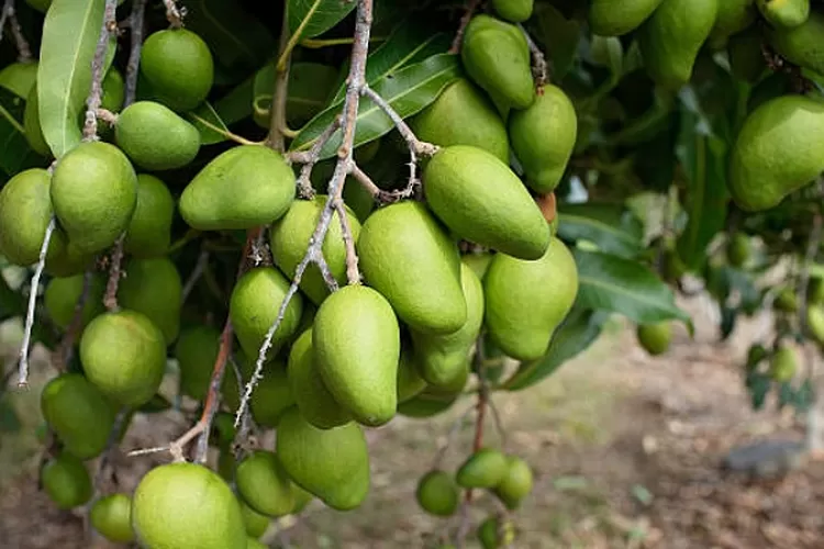 Inilah Cara Menanam Pohon Mangga Di Pekarangan Jadikan Rumahmu Sejuk Dan Rindang Koran Memo 8049