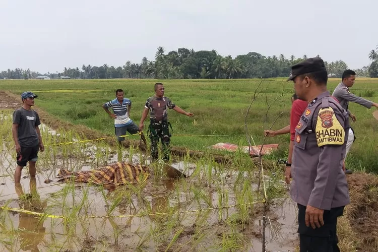 Ibu dan anak dibunuh di area sawah, Kecamatan Nan Sabaris, Kabupaten Padang Pariaman.