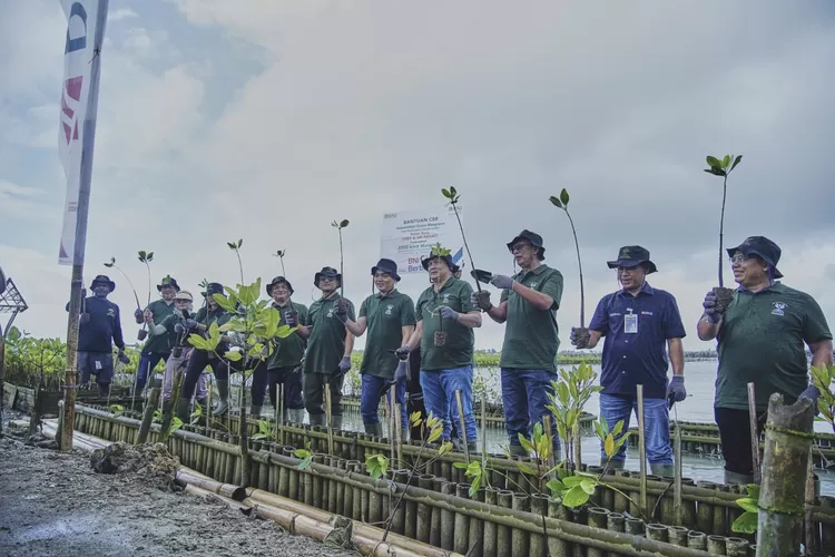 BNI Asset Management bersama BNI menanam ribuan mangrove di Bali sebagai wujud kepedulian terhadap lingkungan . (istimewa )