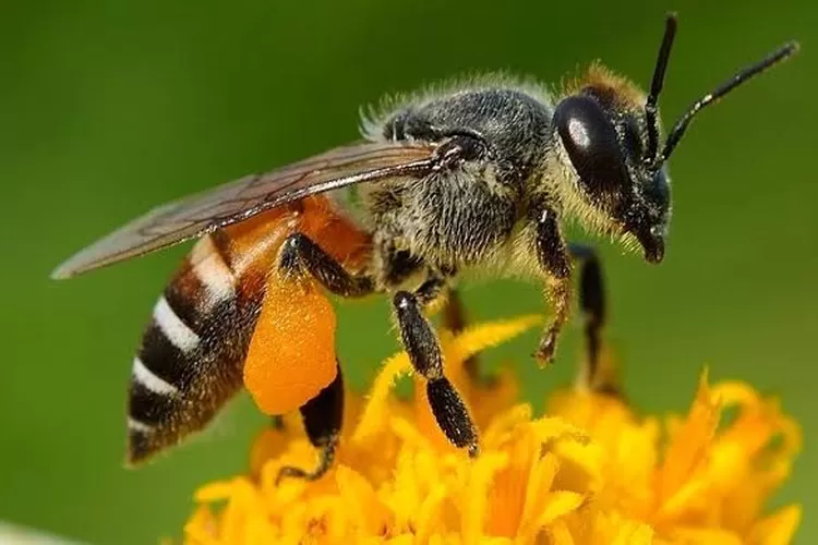 ika Lebah Punah, Manusia Hanya Bisa Hidup 4 Tahun (Science and Info)