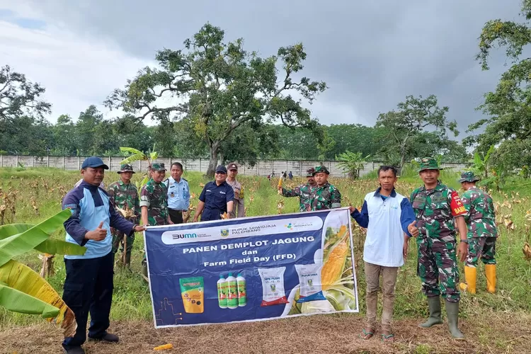 Panen jagung yang lahan milik Lapas Terbuka Kendal bersama TNI dan Dinas Pertanian dan Pangan Kendal.  (Edi Prayitno/kontributor Kendal)