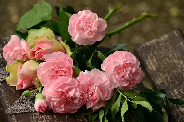Langkah-langkah dan cara efektif untuk menanam sekaligus merawat bunga mawar di halaman rumah. (Pixabay / congerdesign)