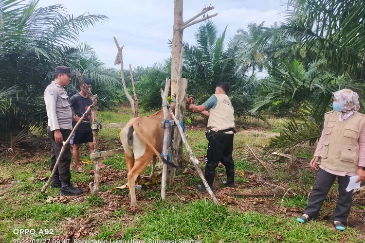 Pencegahan Penyakit Jembrana pada Ternak Sapi Bali  (Dok. Distan)
