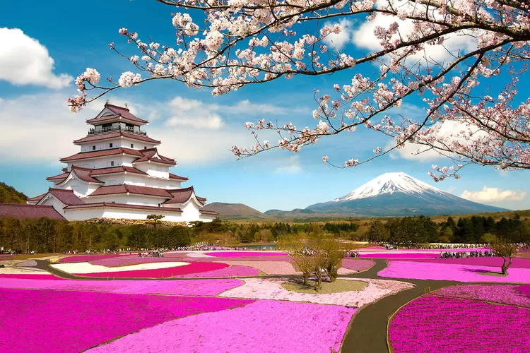 Ternyata ini alasannya kenapa Jepang dikenal sebagai negara Sakura. (Yabai.com)