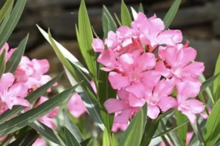 Banyak dan beragam tumbuhan berbahaya di dunia, namun salah satunya banyak terdapat di Kotamobagu, kota kecil yang terletak di Sulawesi Utara (Foto: Manadonesia.com)