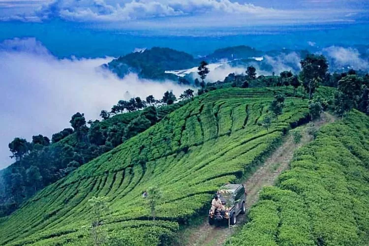 Pemandangan yang sangat menakjubkan di Kebun Teh Sirah Kencong Blitar. Ikuti panduan berwisata ke lokasi ini agar makin nyaman saat berlibur. (Instagram/@kurniawan_dony via @sirah.kencong)