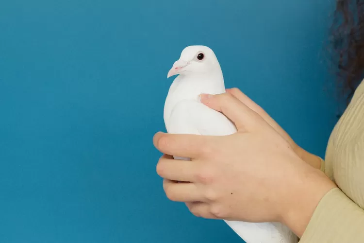 Ilustrasi 3 cara paling ampuh menjinakkan burung perkutut (Pexels )