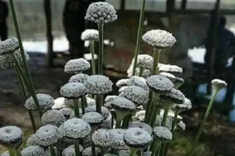 Fakta-fakta terkait bunga Edelweiss Rawa yang hancur akibat event trail Ranca Upas. (Instagram/@indoflashlight)