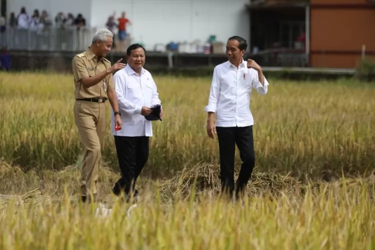 Koalisi Tengah Sawah Antara Presiden Jokowi, Prabowo-Ganjar Kunjungi Warga Kebumen Panen Padi Foto:Twitter @ganjar_pranowo