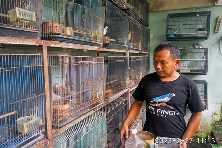 Ervan sedang merangsum pakan di kandang tekukur warna multikuk.  (Teguh Priyono)