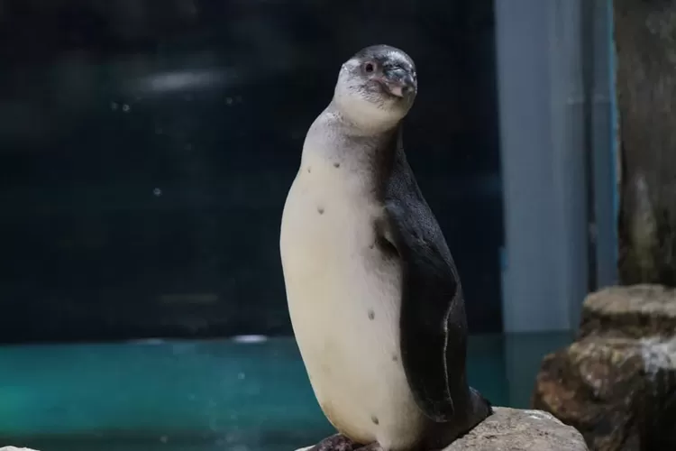   Bayi Penguin  di Ocean Dream Samudra, Ancol