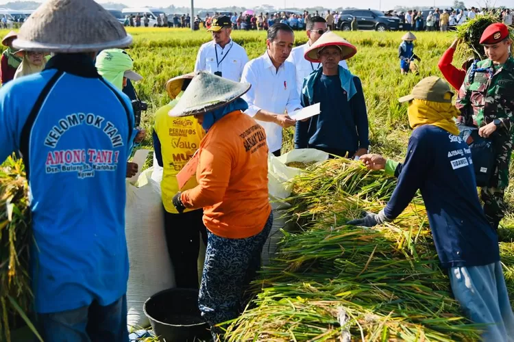 Presiden Jokowi melihat ada perbedaan produktivitas pertanian saat panen raya di Ngawi. (Laily Rachev - Biro Pers Sekretariat Presiden)
