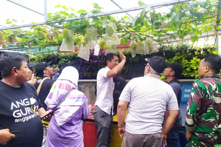 BUDIDAYA : Program budidaya anggur yang tertanam di pelataran Kelurahan Bojongsari, Kecamatan Bojongsari, Minggu (12/3). (&nbsp;ALDY RAMA/RADAR DEPOK)