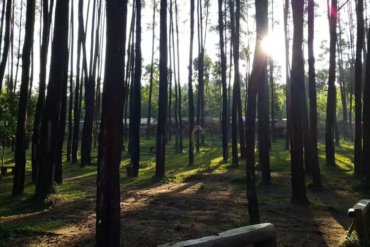 Wisata Hutan Pinus Nongko Ijo (Foto/Twitter/@gilangair)