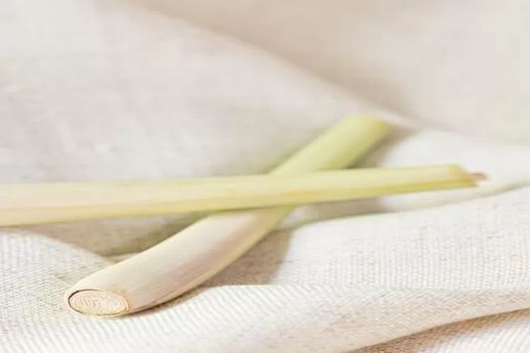 ilustrasi serai (https://unsplash.com/photos/jGd8q89sI_U?utm_source=unsplash&amp;utm_medium=referral&amp;utm_content=creditShareLink)