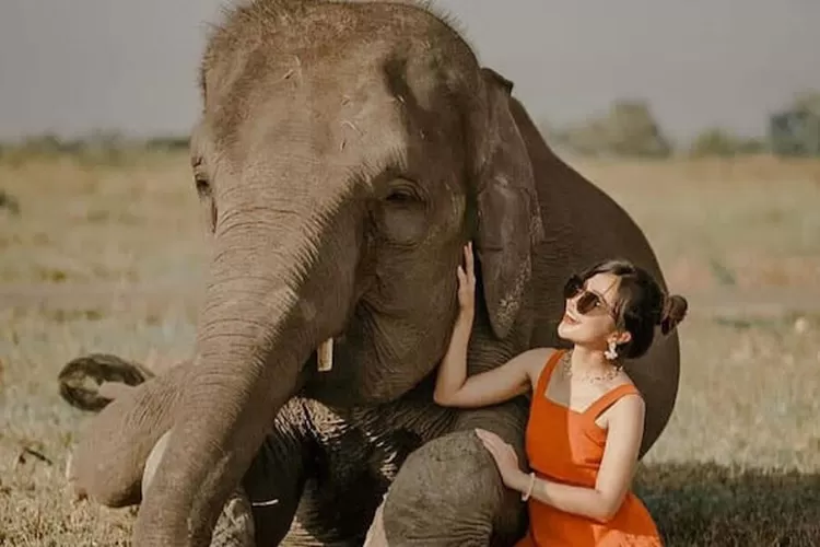 TNWK atau Taman Nasional Way Kambas merupakan tempat wisata yang dapat mengedukasi para pengunjung nya untuk menjaga dan melestarikan satwa satwa.(Instagram/@waykambasnationalpark).*