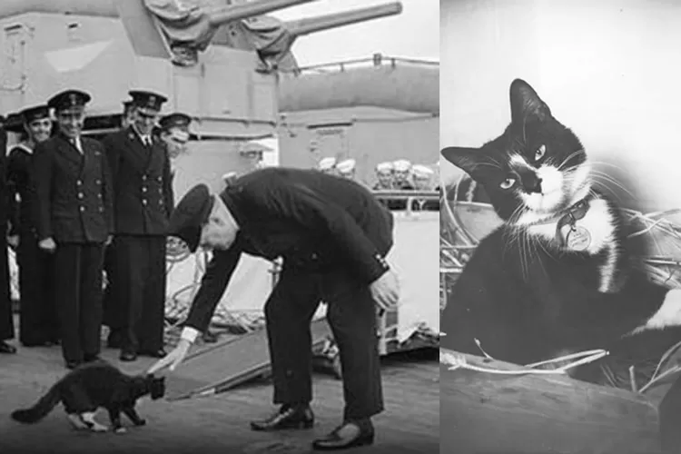 Kisah Kucing Beruntung yang Selamat dari Tiga Kapal Selama Perang Dunia II (Twitter/@MythAndFact)
