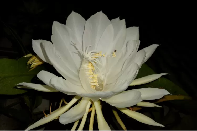 Bunga Wijaya Kusuma (Faktaidn/Merlianda)