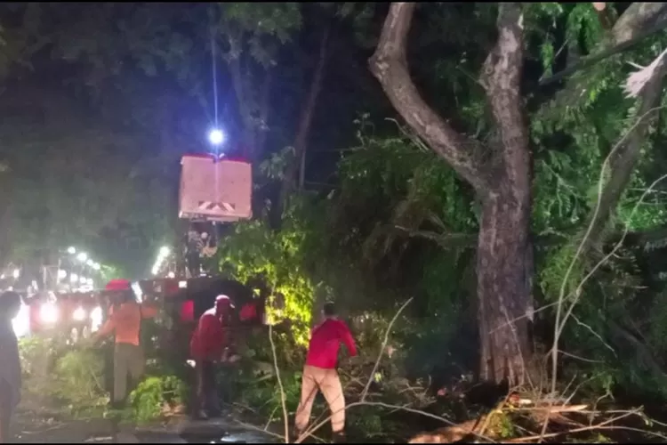 Pohon Tumbang Timpa Kabel Listrik dan Hambat Akses Jalan Protokol di Padang