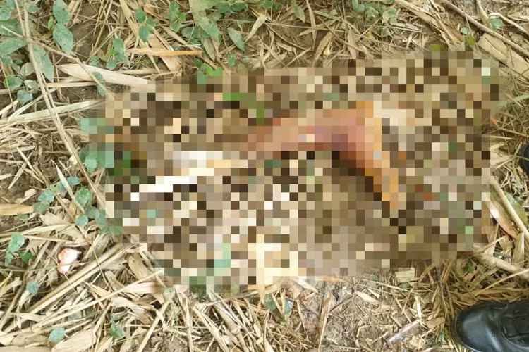 Potongan kaki kanan korban mutilasi dalam koper merah di Tenjo, Kabupaten Bogor, ditemukan polisi di Sungai Cimaneceri, Tangerang. (Polsek Tenjo)