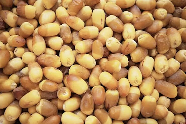 Berikut kurma ruthob yang dapat disajikan saat berbuka puasa pada Ramadhan 2023 (Foto: Gorajuara/ruthab.com)