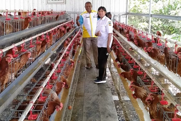Tips sukses jadi peternak ayam potong oleh guru ternak unggas SMKN 2 Mimika, Dorce. (Istimewa)