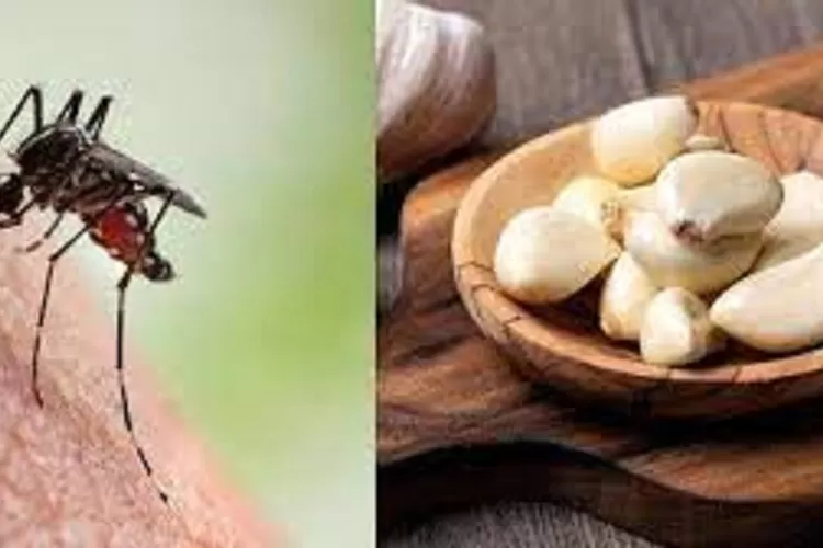 USIR : Tujuh cara mengusir nyamuk menggunakan bahan-bahan alami, salahsatunya dengan bawang putih