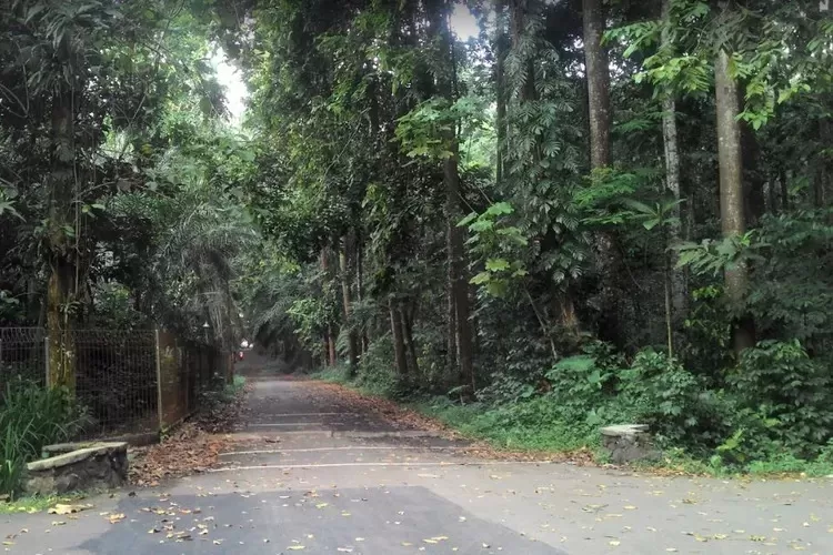 Waduh Pemkot Kesulitan Lakukan Perbaikan Jalan Hutan Cifor Di