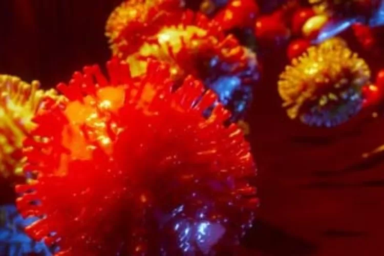 Saat ini, belum ada laporan tentang kasus virus Marburg di Indonesia. (dok kemkes.go.id)