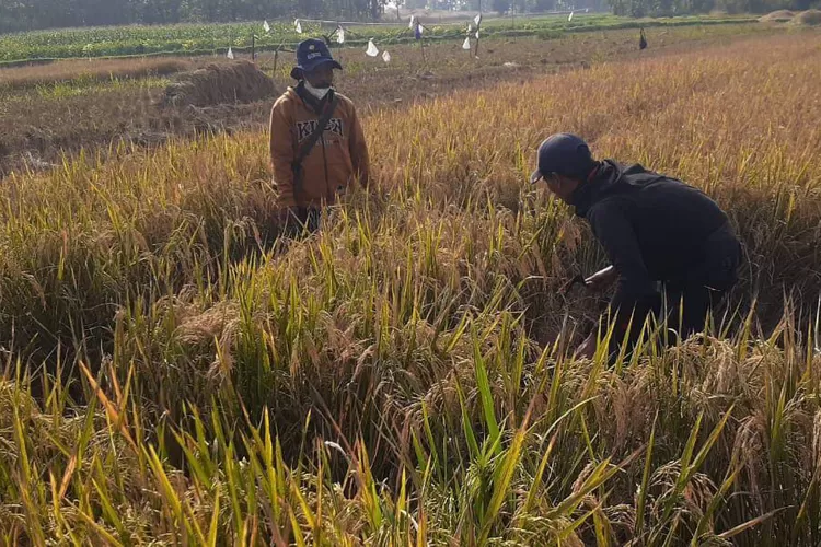 Sawah