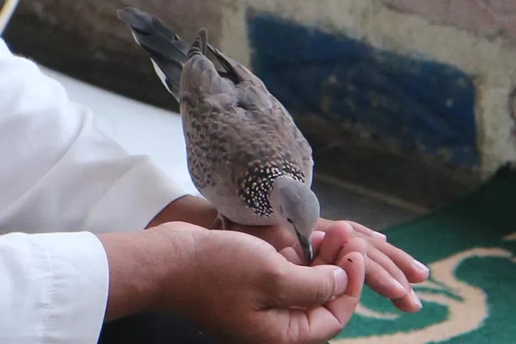 Cara Membuat Racikan Pakan Agar Burung Perkutut Bersuara Merdu Cuma Butuh Bahan Dapur Ayo