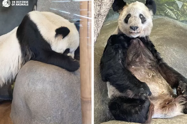 Panda YaYa Ditelantarkan Kebun Binatang Memphis Amerika. (ig.@ida_international)