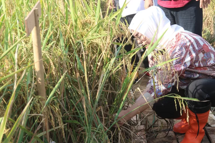 Bupati Purwakarta Anne Ratna Mustika saat panen raya di Purwakarta, belum lama ini. (Diskominfo Purwakarta)